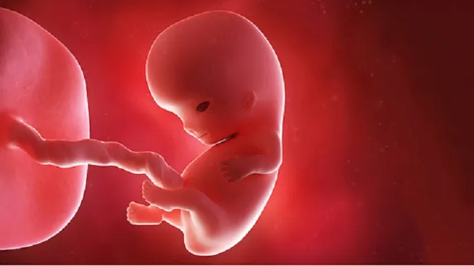وزن گیری جنین | سریع ترین راه وزن گیری جنین